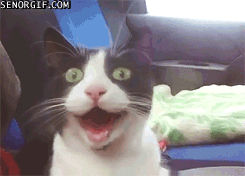 funny gifs this cat is hyped